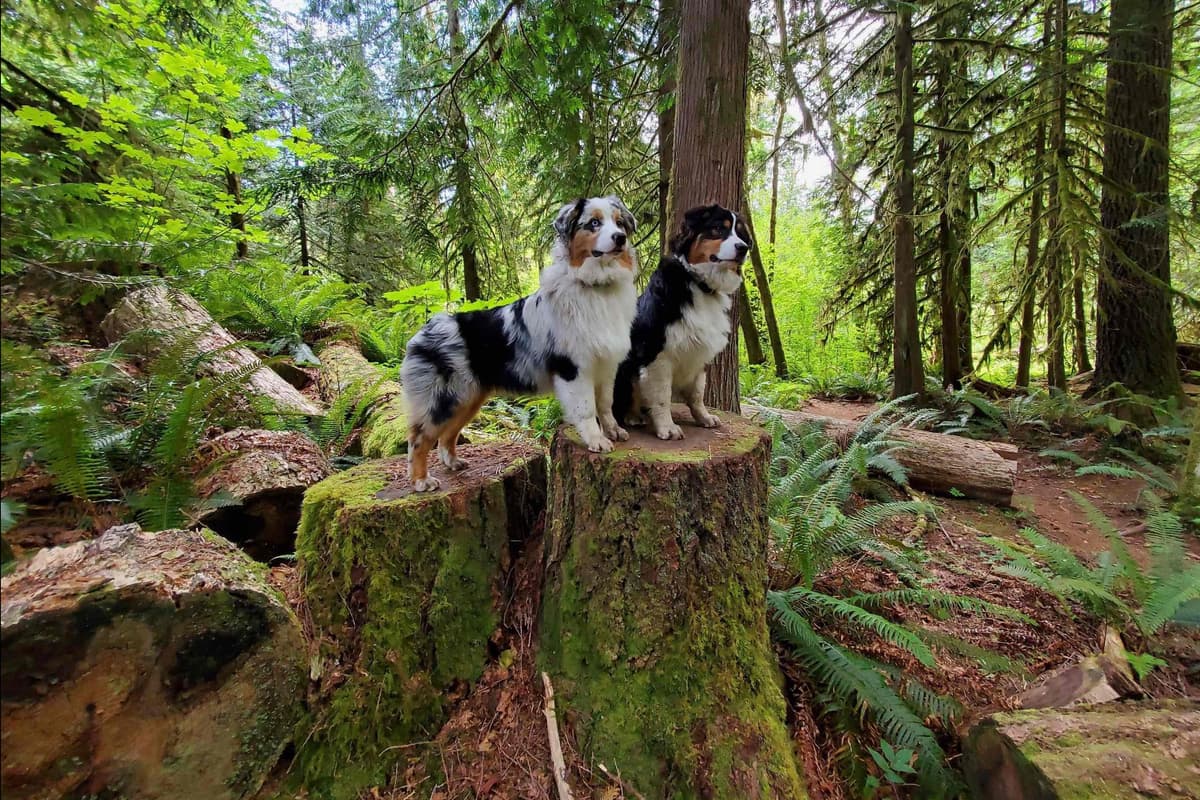 Australian Shepherd Puppies breeder image 14