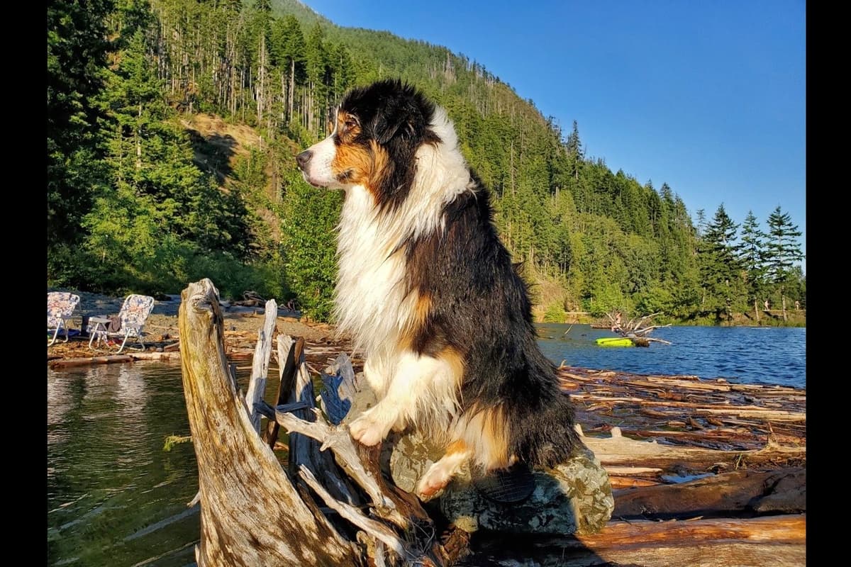 Australian Shepherd Puppies breeder image 15