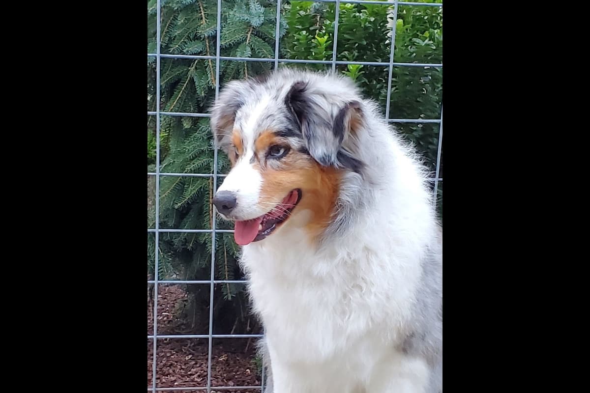 Australian Shepherd Puppies breeder image 20