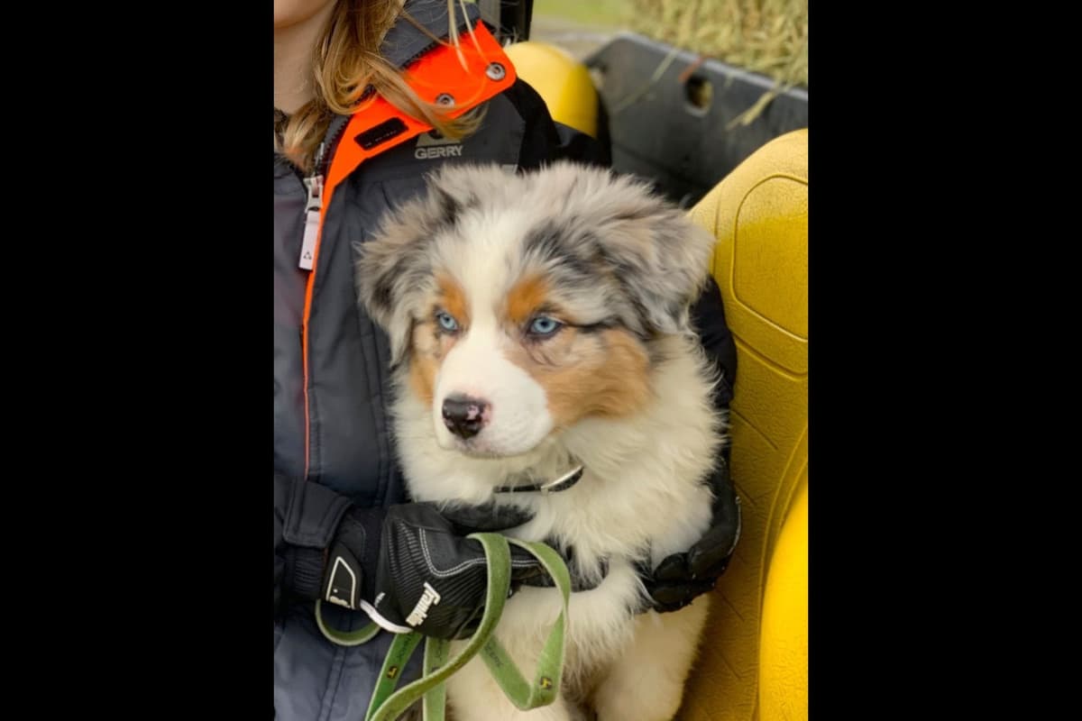 Australian Shepherd Puppies breeder image 18