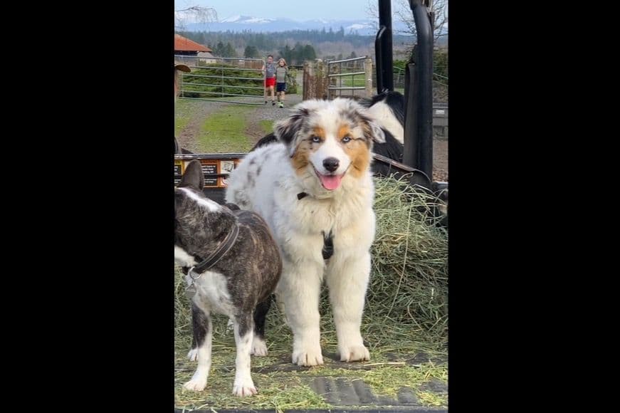 Australian Shepherd Puppies breeder image 19