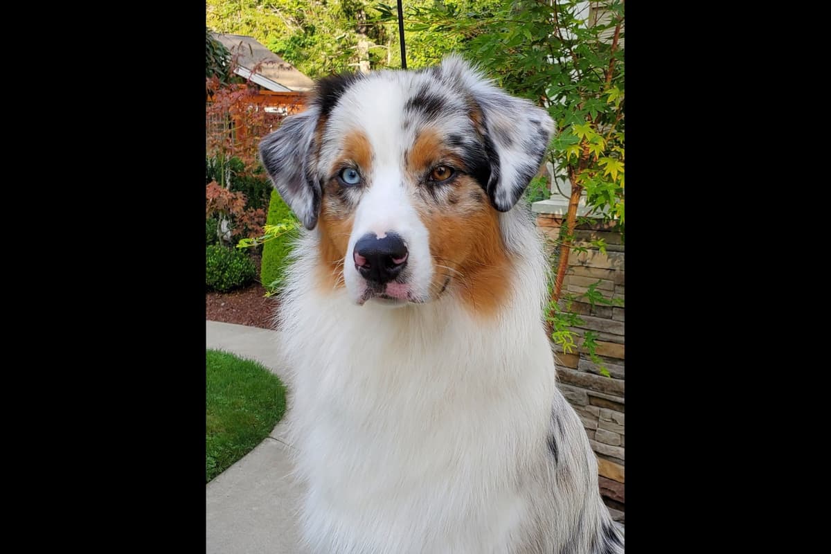 Australian Shepherd Puppies breeder image 13