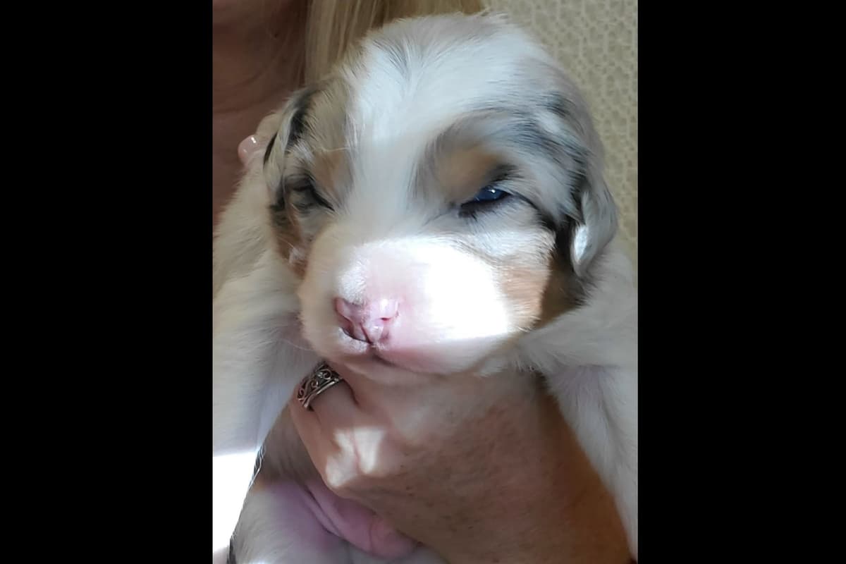 Australian Shepherd Puppies breeder image 16