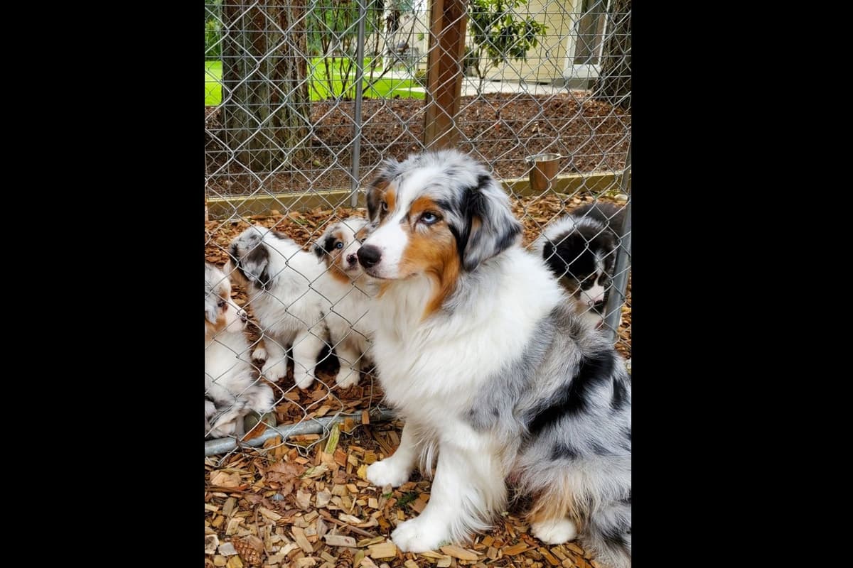 Australian Shepherd Puppies breeder image 21