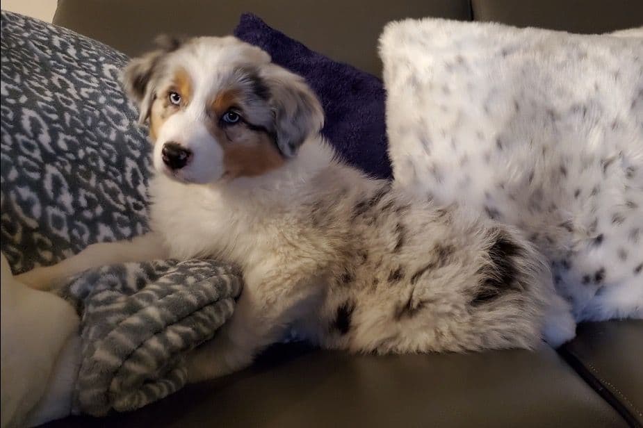 Australian Shepherd Puppies breeder image 17