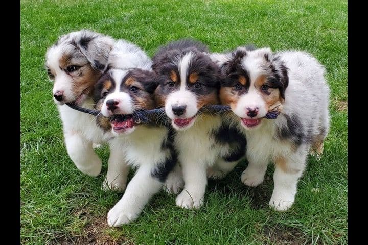 Australian Shepherd Puppies breeder image 22
