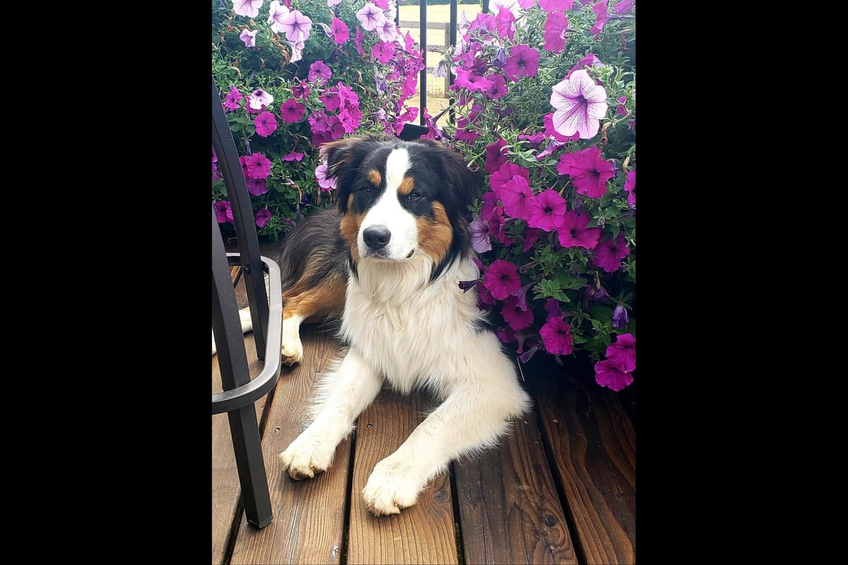 Australian Shepherd Puppies breeder image 23