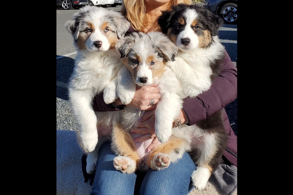 Australian Shepherd Puppies breeder image 26