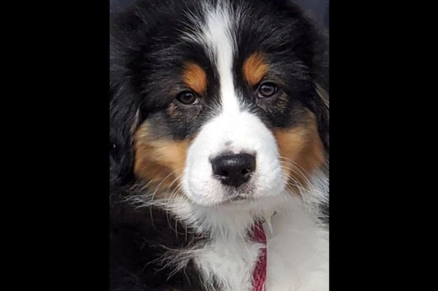 Australian Shepherd Puppies breeder image 27