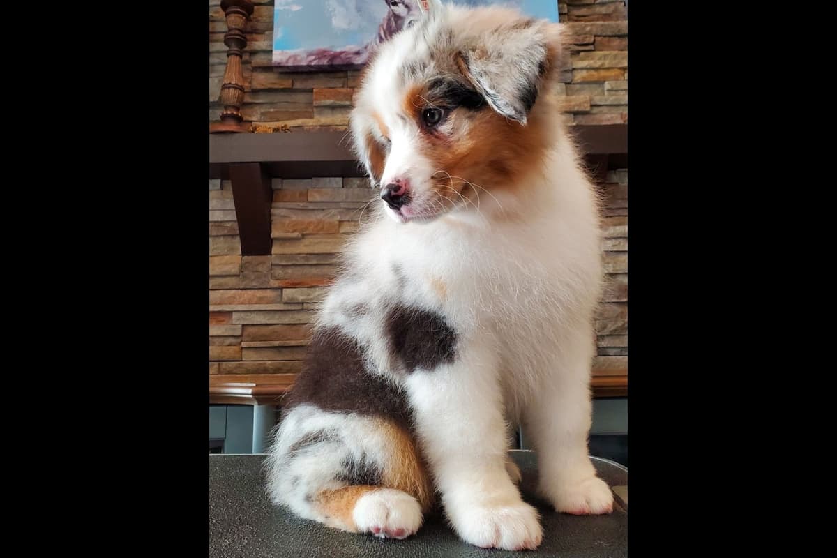 Australian Shepherd Puppies breeder image 28