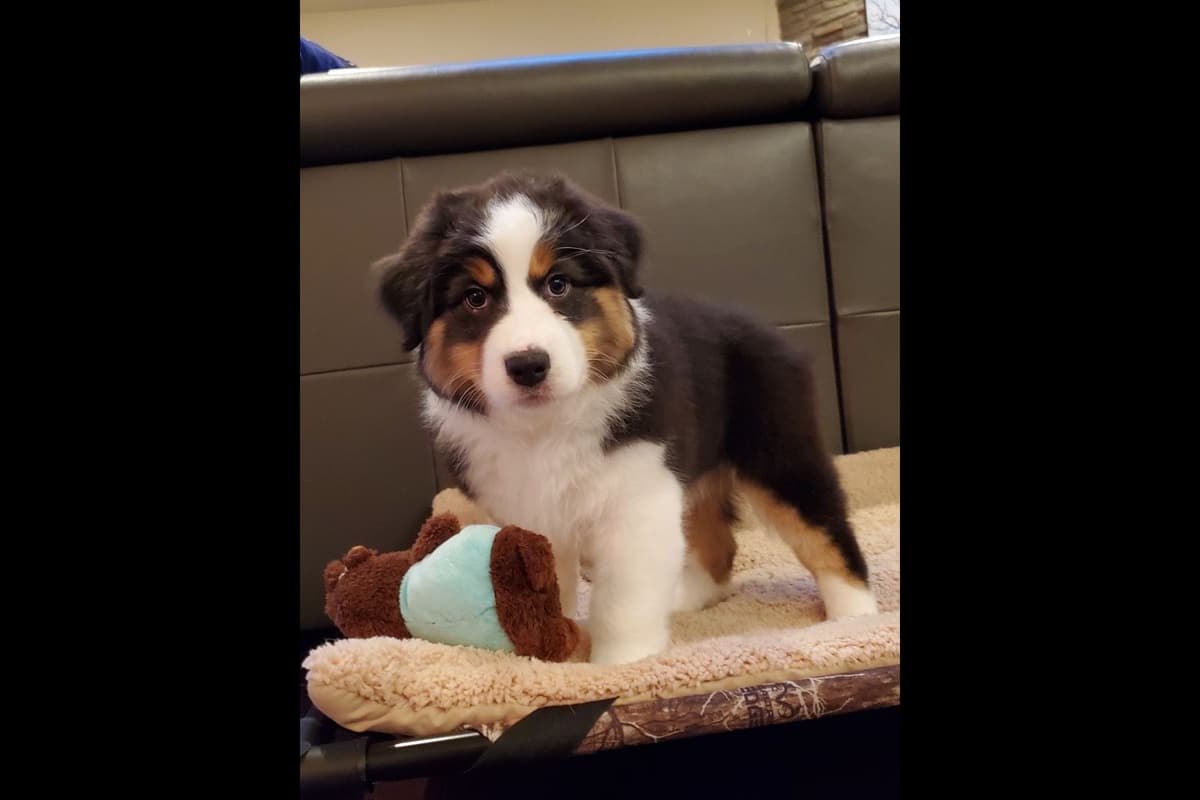 Australian Shepherd Puppies breeder image 25