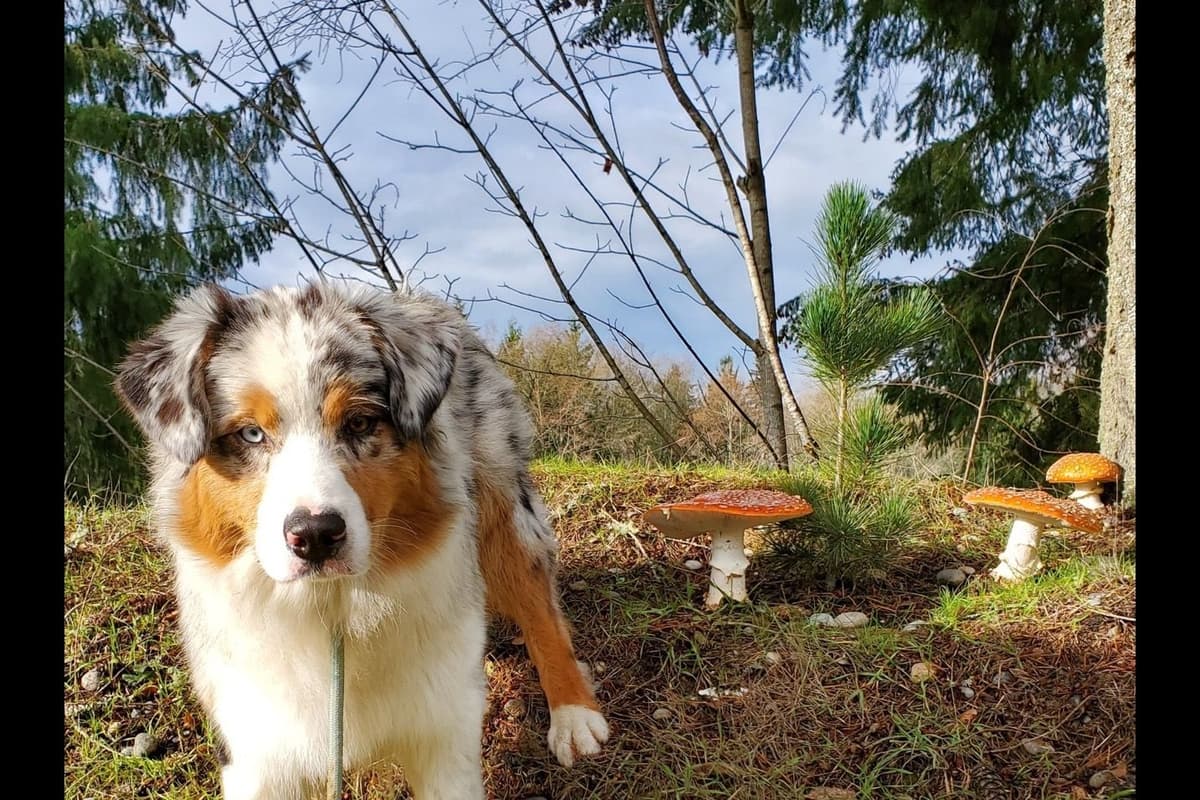 Australian Shepherd Puppies breeder image 32