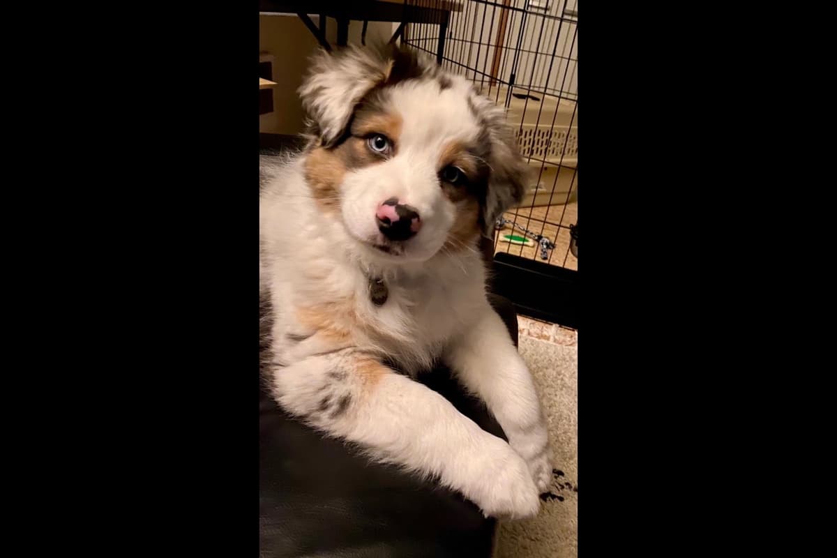 Australian Shepherd Puppies breeder image 29