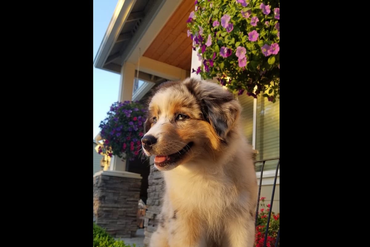 Australian Shepherd Puppies breeder image 30