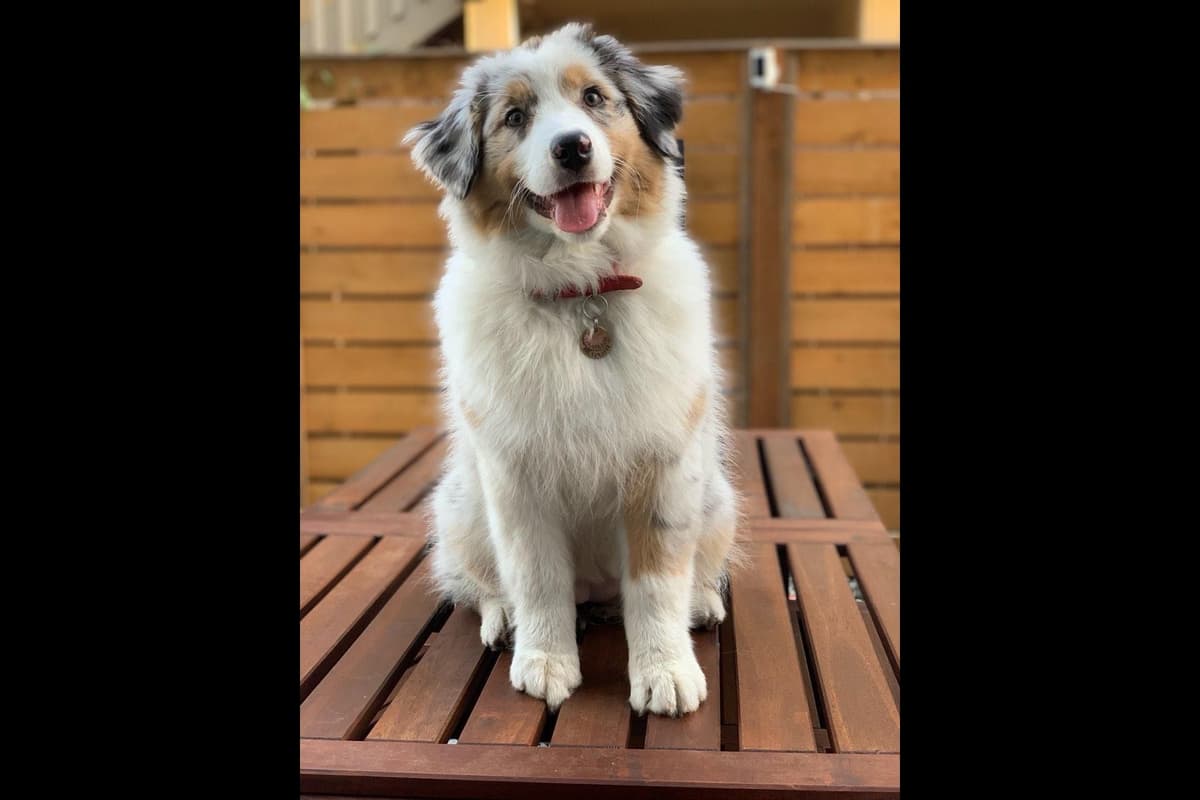Australian Shepherd Puppies breeder image 31