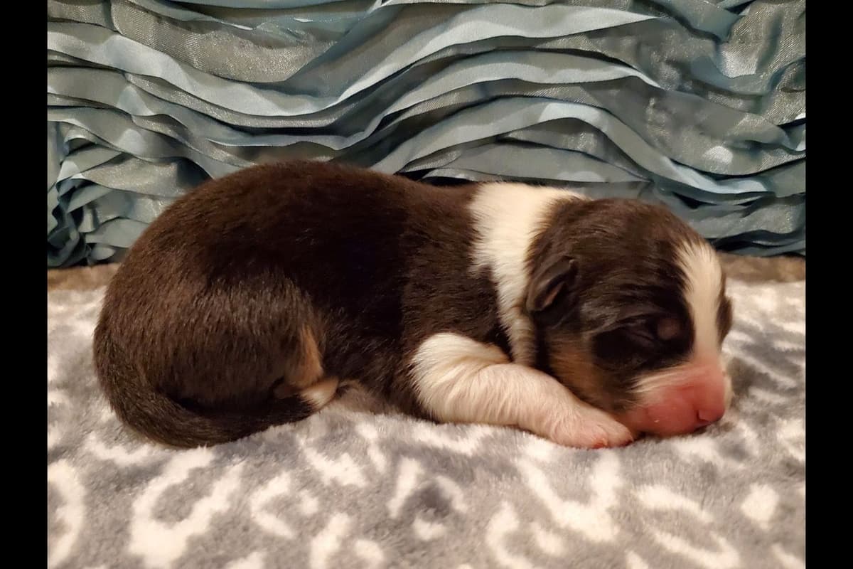 Australian Shepherd Puppies breeder image 34