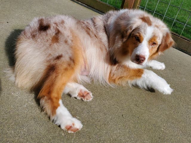 Australian Shepherd Puppies media 2