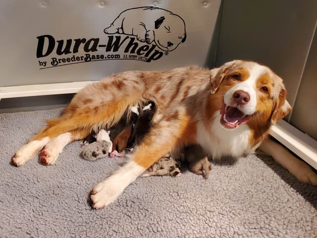 Australian Shepherd Puppies media 3