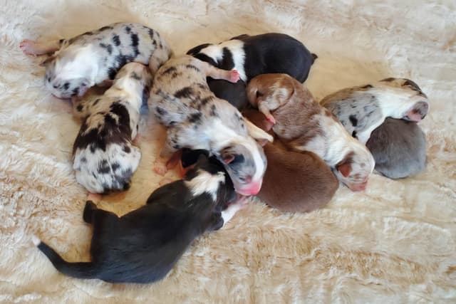 Australian Shepherd Puppies media 5