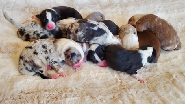 Australian Shepherd Puppies media 6