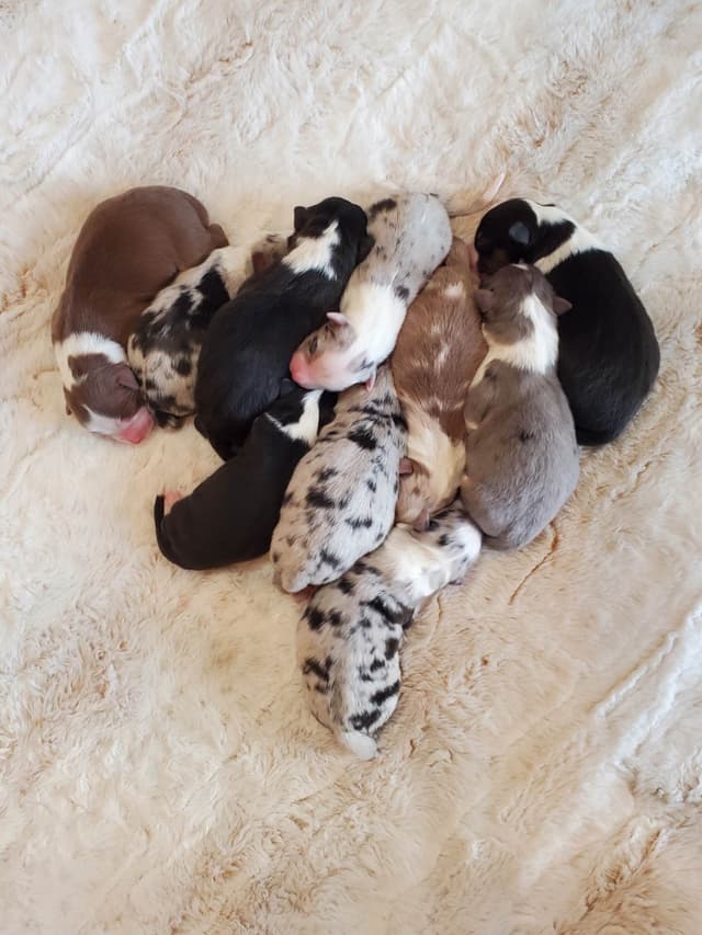 Australian Shepherd Puppies media 7