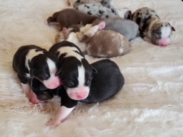 Australian Shepherd Puppies media 8