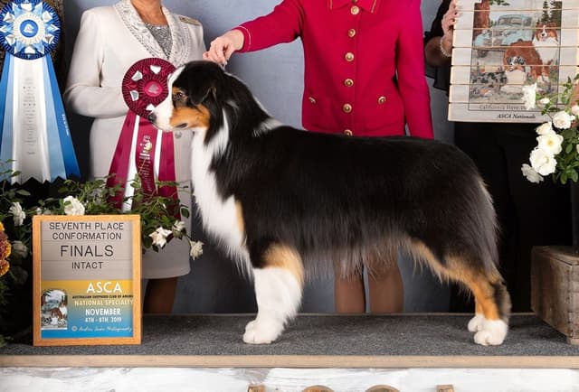 Australian Shepherd Puppies media 9