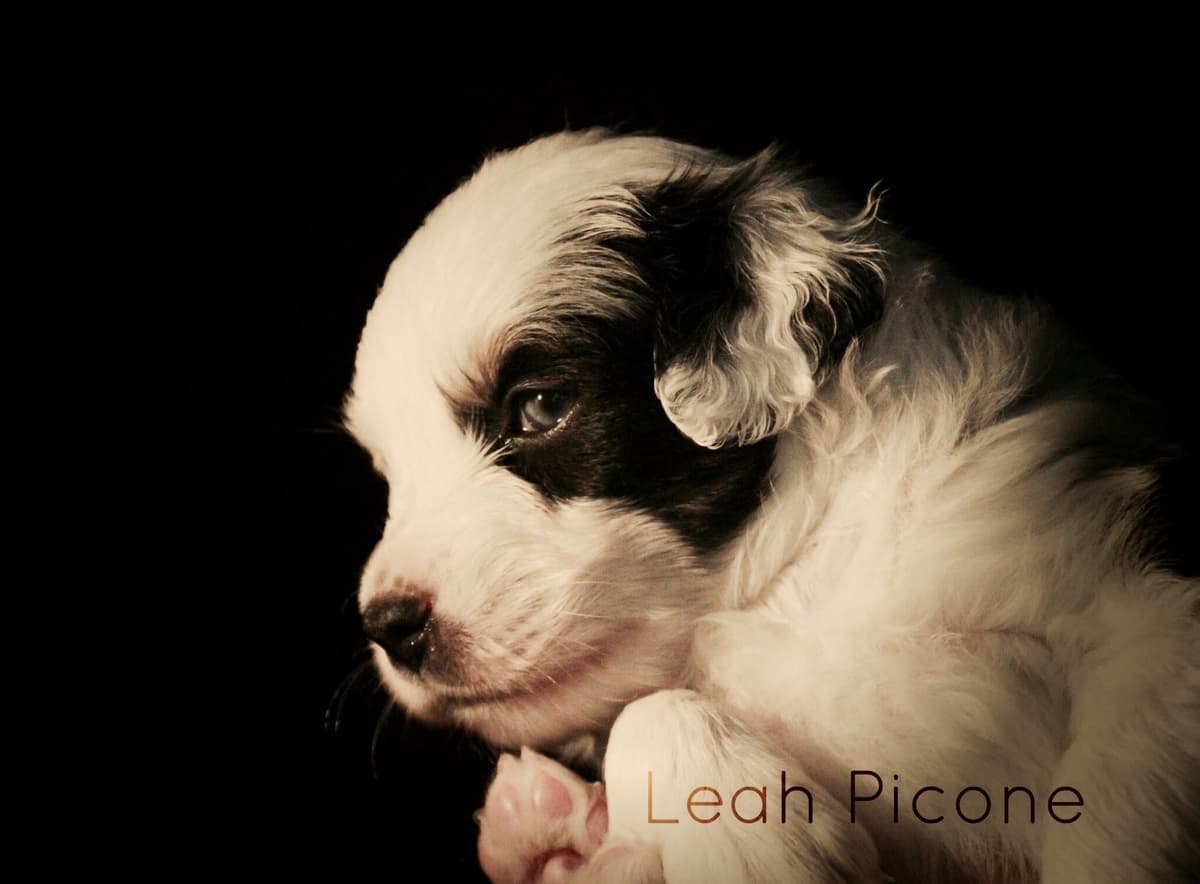 Miniature American Shepherd Puppies breeder image 2
