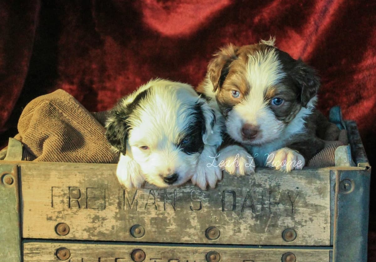 Miniature American Shepherd Puppies breeder image 4