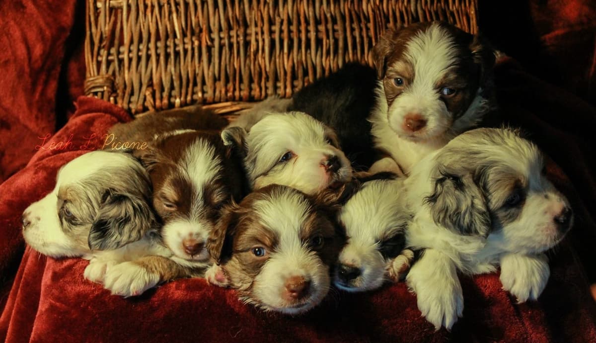 Miniature American Shepherd Puppies breeder image 3