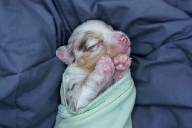 Miniature American Shepherd Puppies media 9