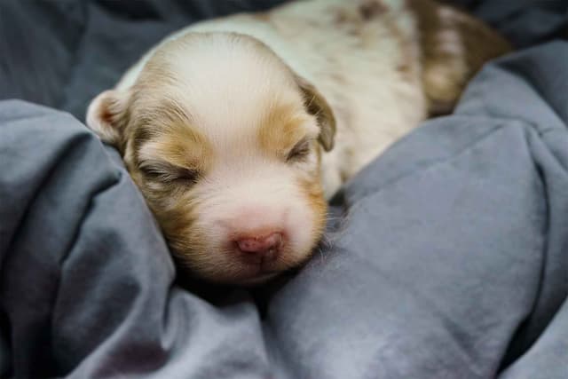 Miniature American Shepherd Puppies media 6