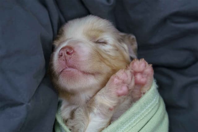 Miniature American Shepherd Puppies media 8