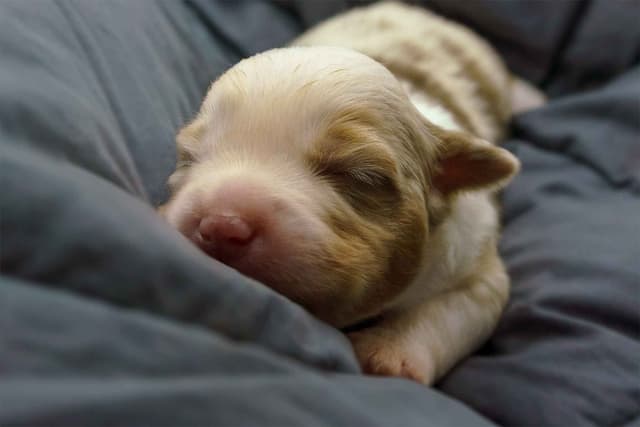 Miniature American Shepherd Puppies media 7