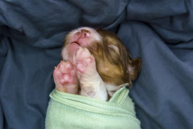 Miniature American Shepherd Puppies media 11
