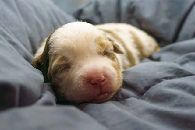 Miniature American Shepherd Puppies media 10