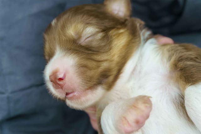 Miniature American Shepherd Puppies media 12