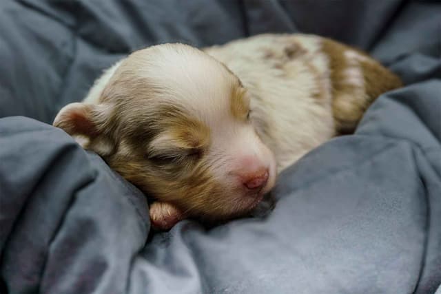 Miniature American Shepherd Puppies media 15