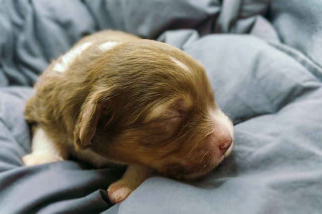 Miniature American Shepherd Puppies media 13