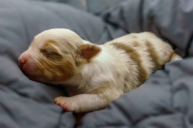 Miniature American Shepherd Puppies media 14