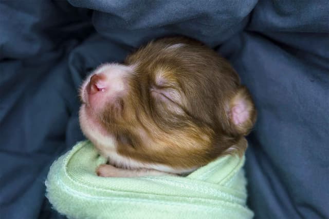 Miniature American Shepherd Puppies media 16
