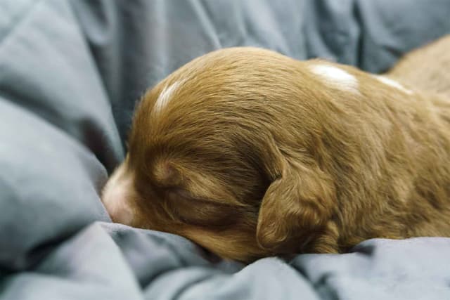 Miniature American Shepherd Puppies media 20