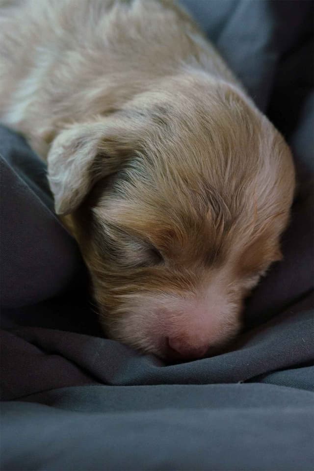 Miniature American Shepherd Puppies media 17