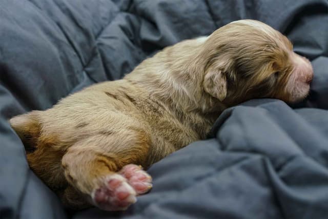 Miniature American Shepherd Puppies media 21