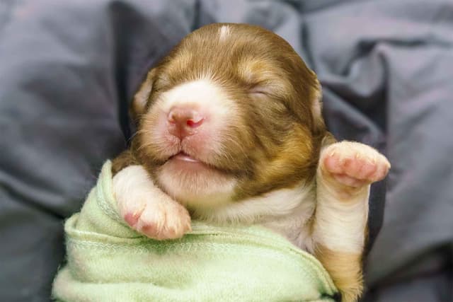 Miniature American Shepherd Puppies media 23