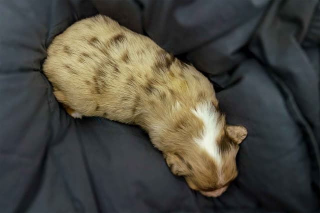 Miniature American Shepherd Puppies media 24