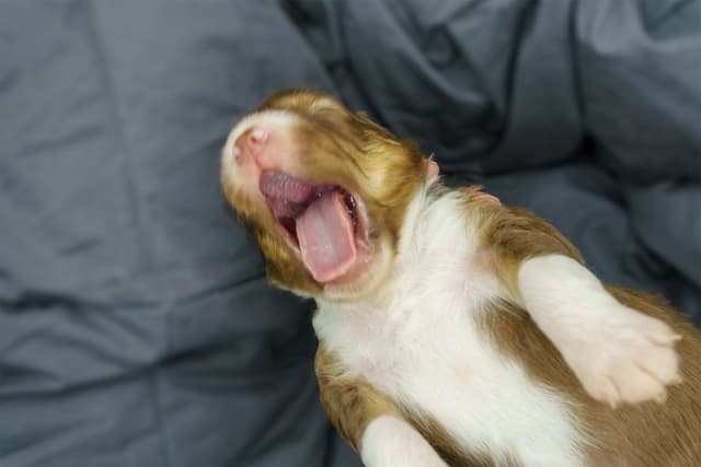 Miniature American Shepherd Puppies media 25