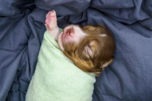 Miniature American Shepherd Puppies media 26