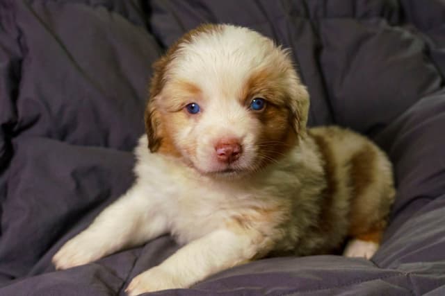 Miniature American Shepherd Puppies media 4