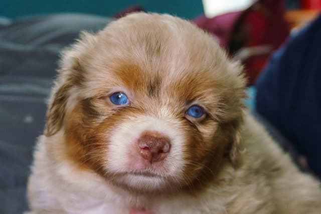 Miniature American Shepherd Puppies media 3